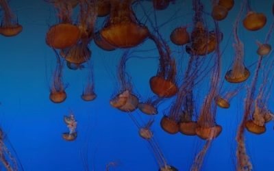 inspiration and calm: live cams at the Monterey Bay Aquarium